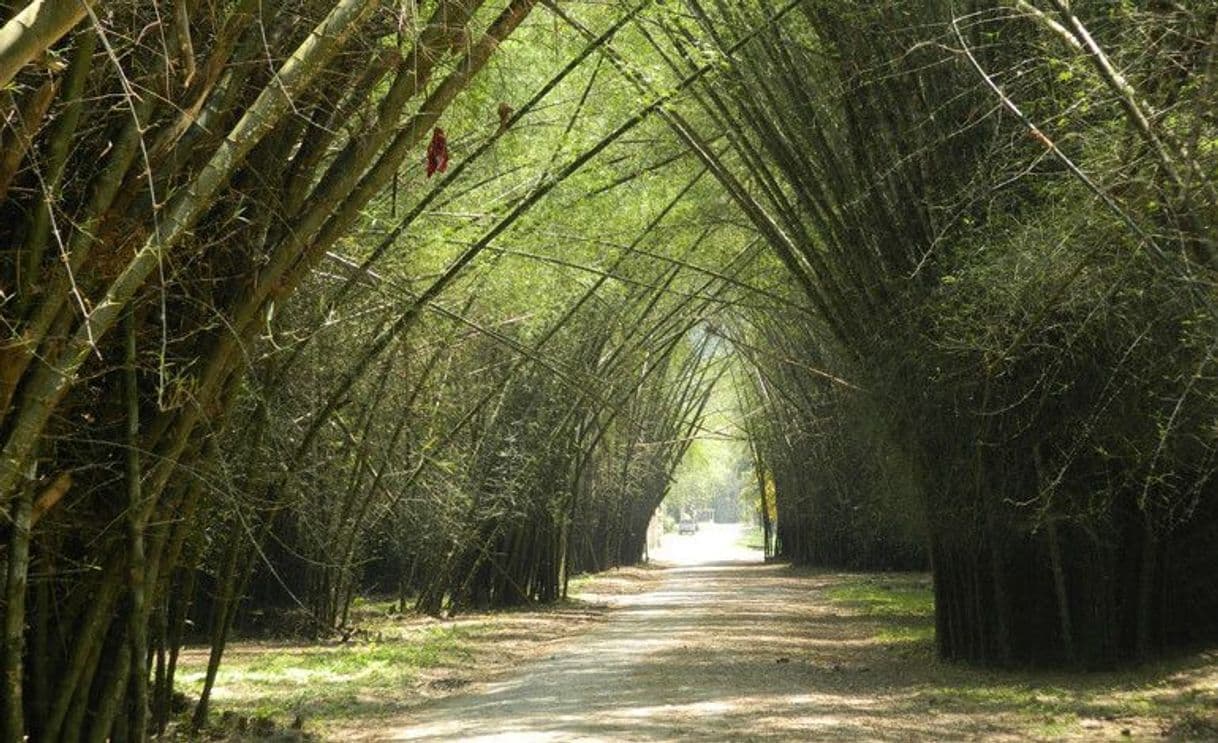 Lugar Jardín Botánico Lancetilla