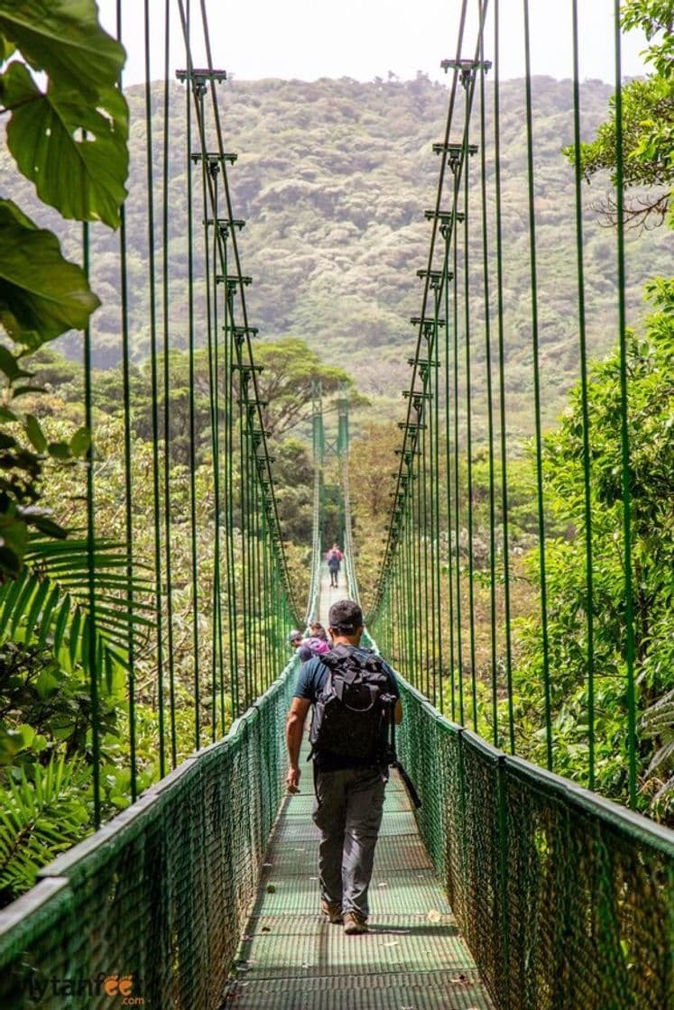 Place Monteverde