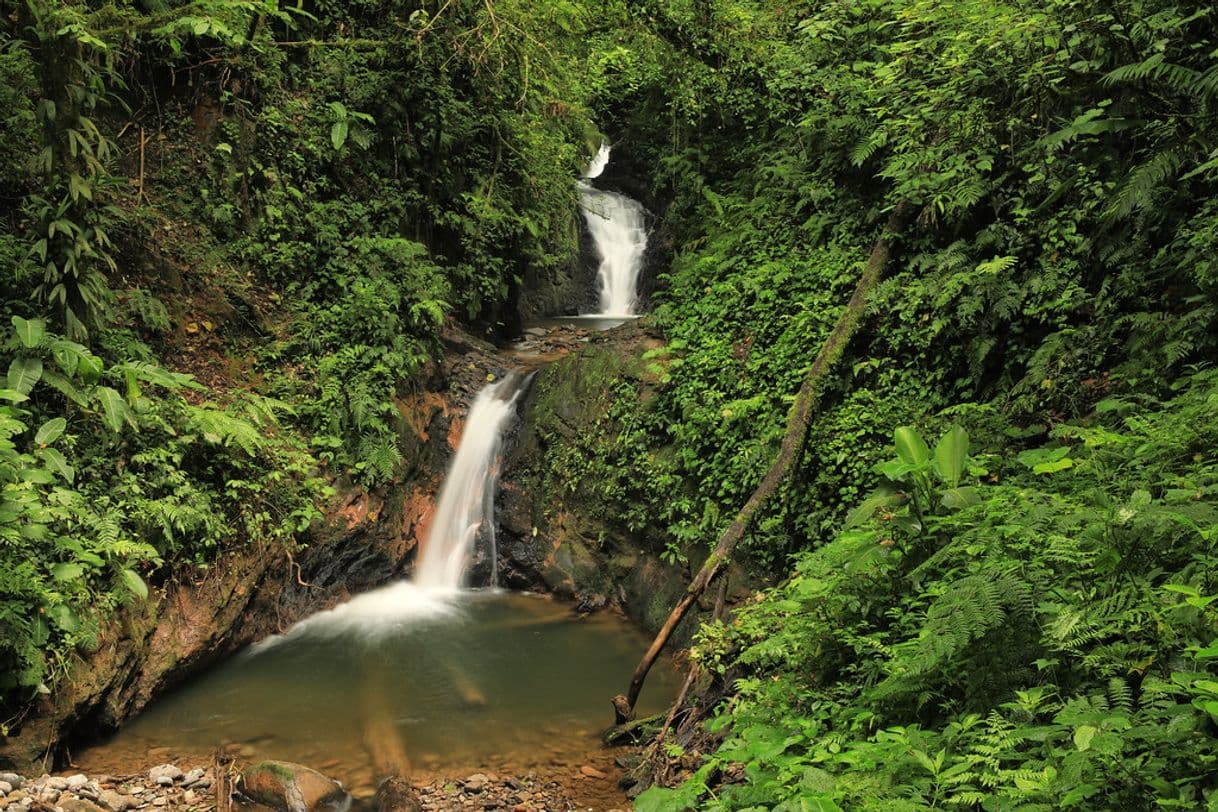 Place Monteverde Cloud Forest Biological Preserve