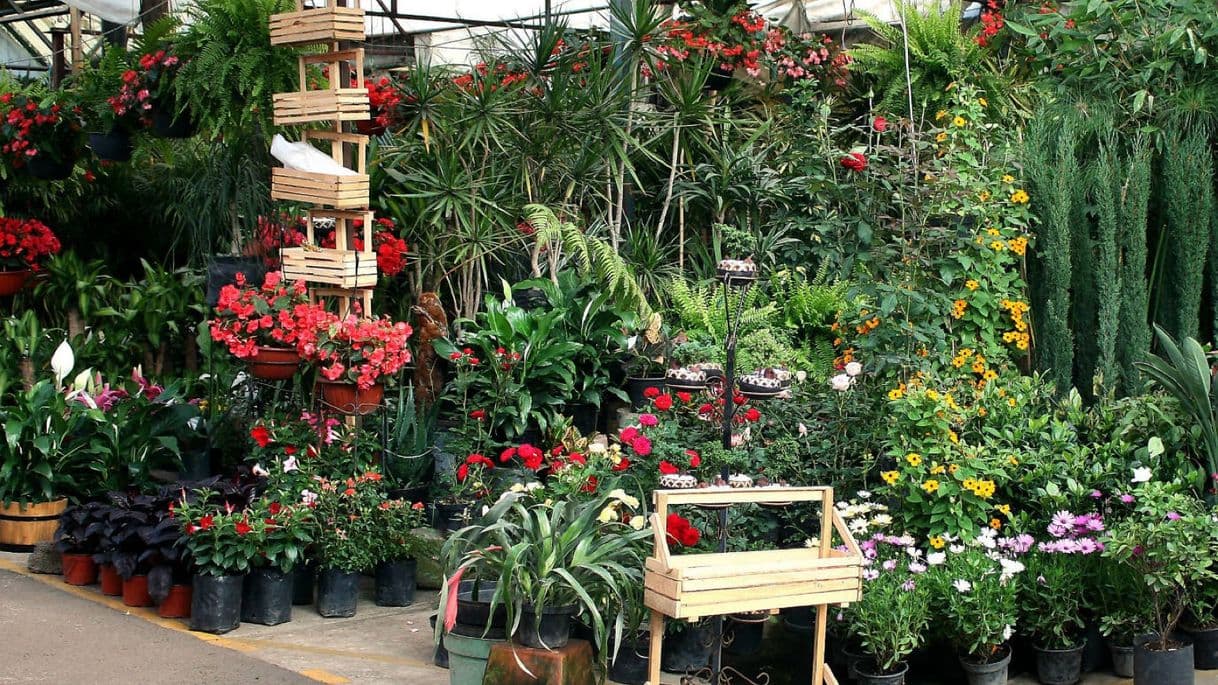 Lugar Mercado de Plantas y Flores de Cuemanco