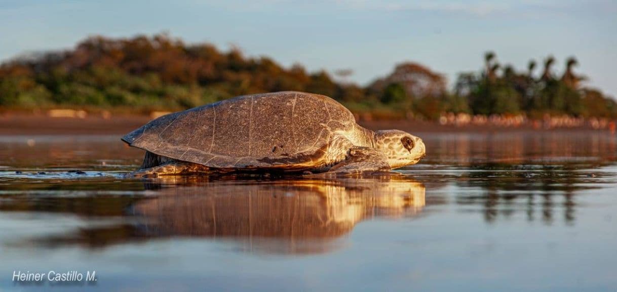 Place Ostional Nacional Wildlife Refuge