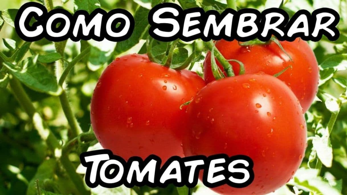 Moda sembrar tomates invertido en casa