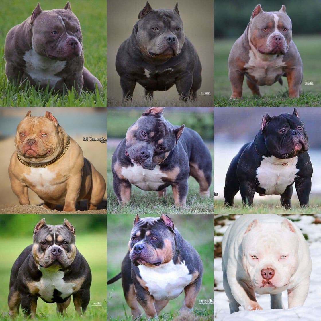 Moda American bully