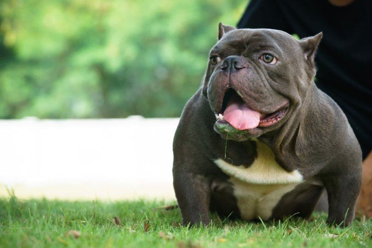 Moda Cachorro American bully 