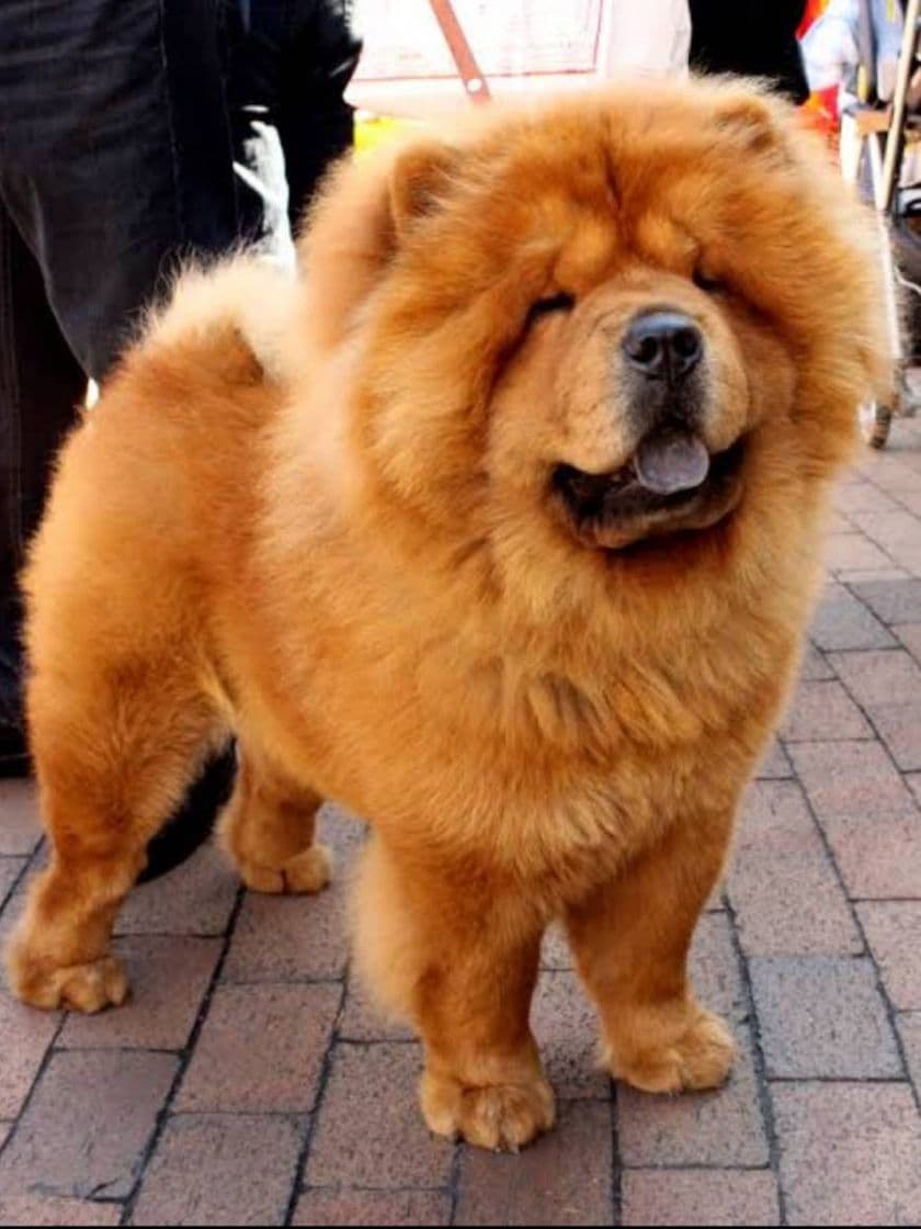 Fashion Chow chow