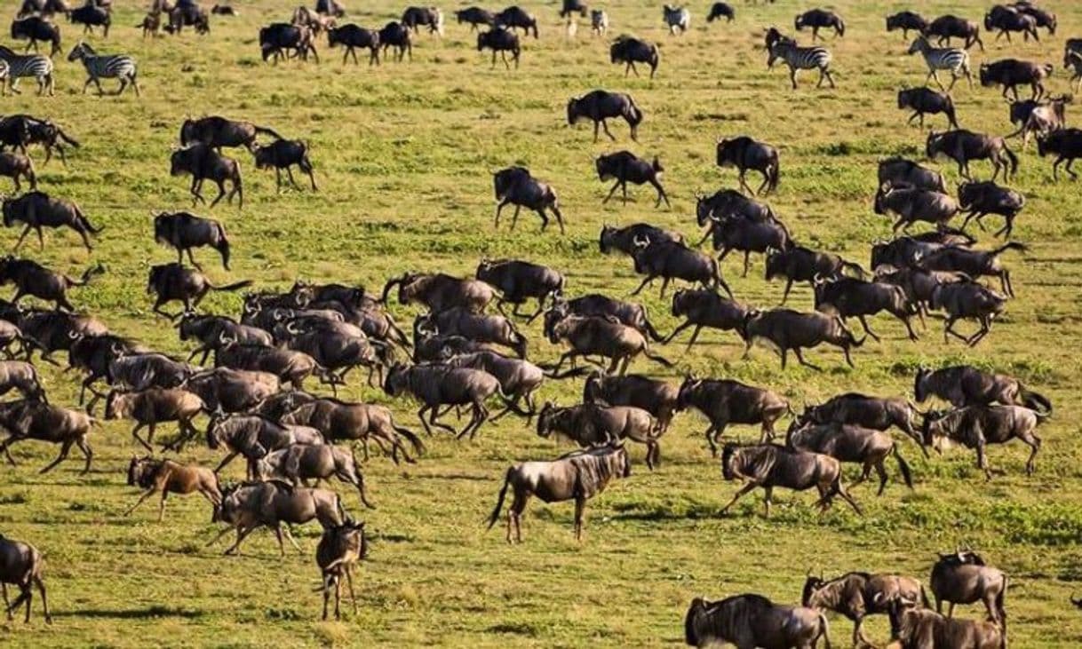 Lugar Serengeti National Park