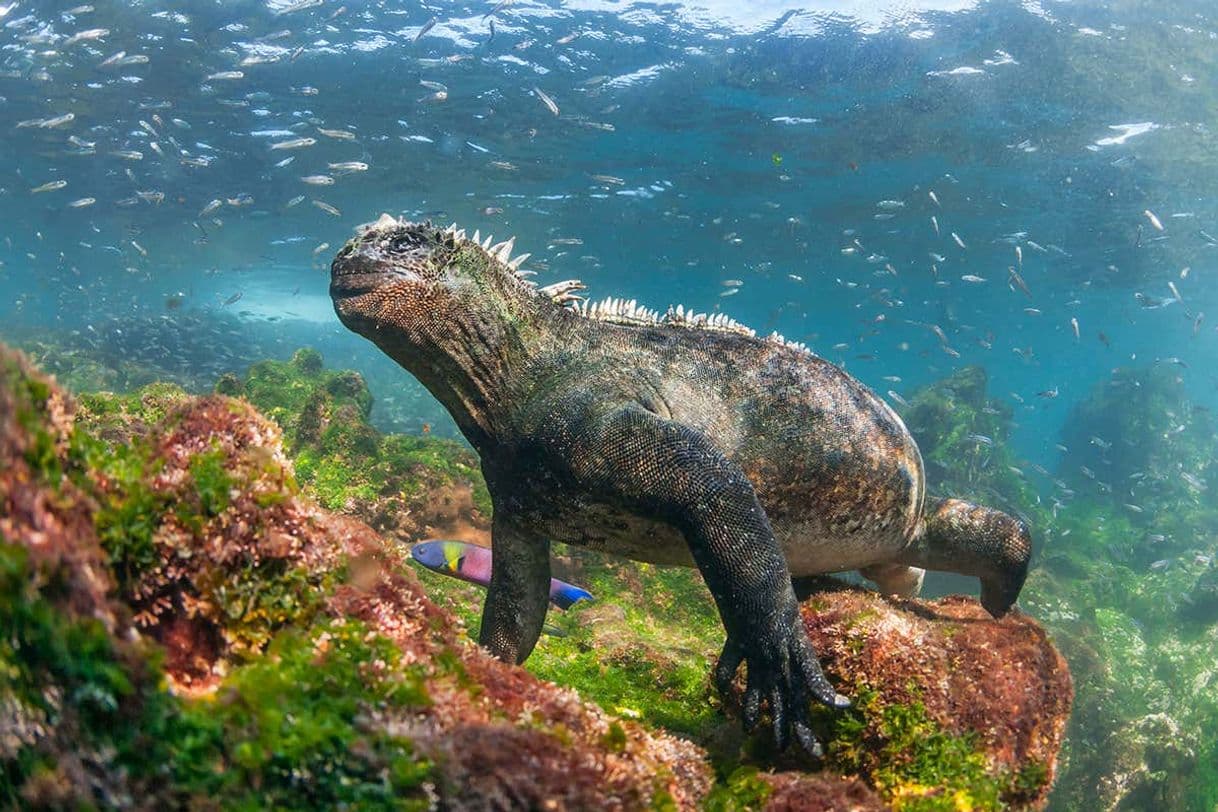 Lugar Galapagos Islands