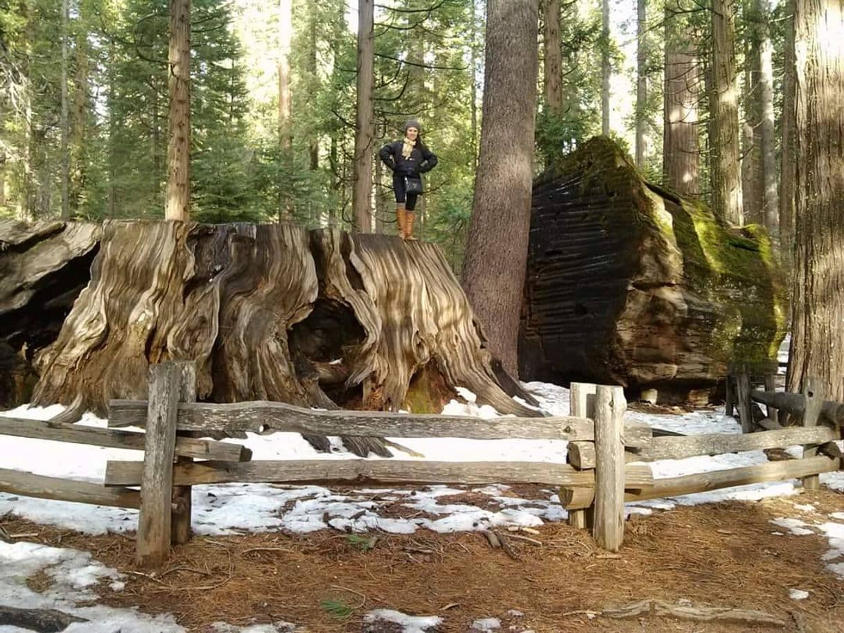 Lugar Calaveras Big Trees State Park