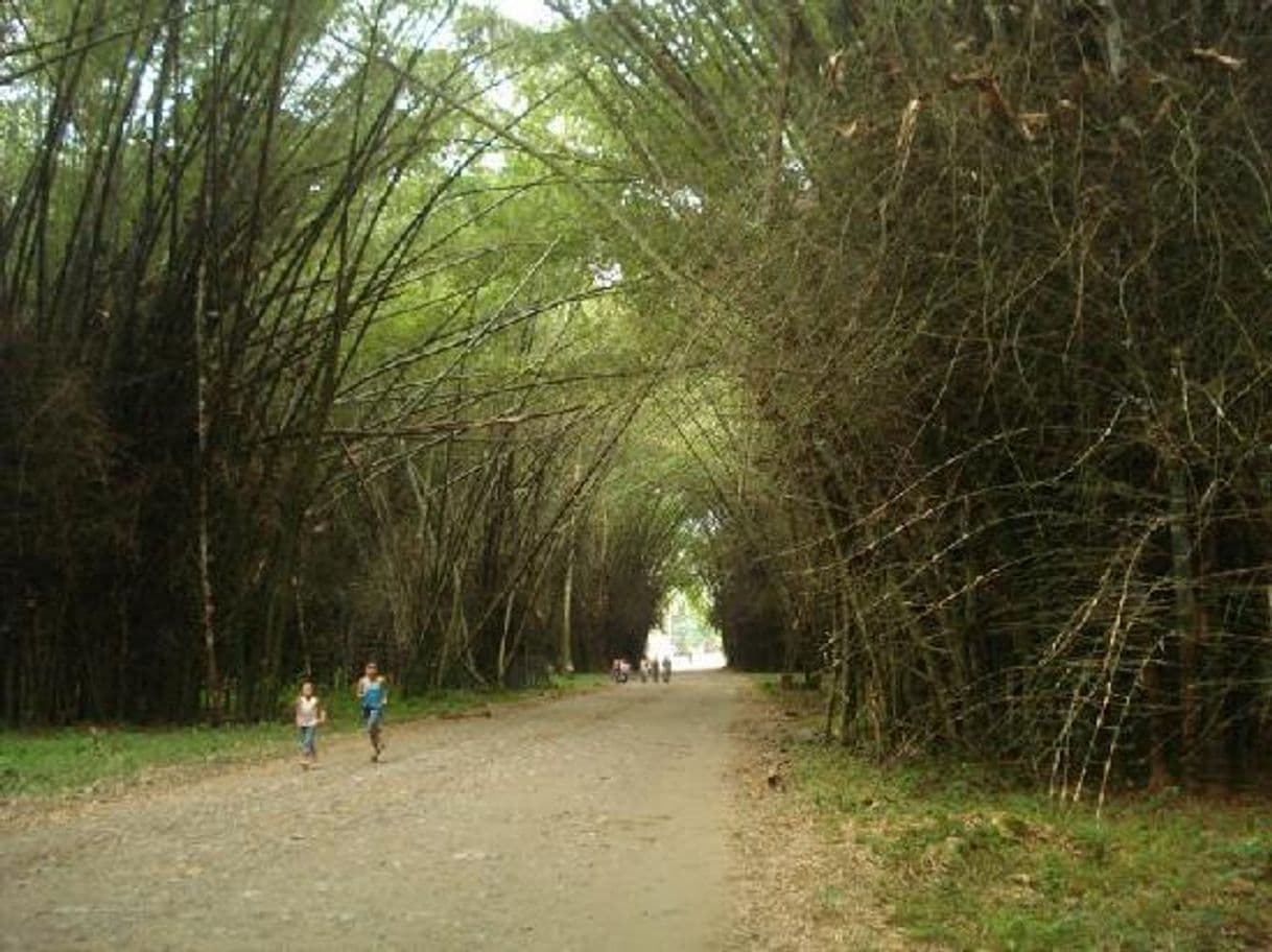 Place Lancetilla Botanical Garden