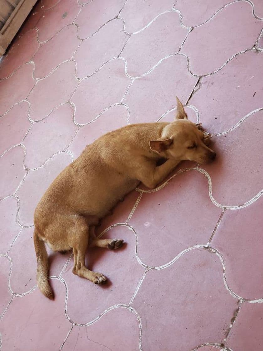 Book Los pobres perros abandonados