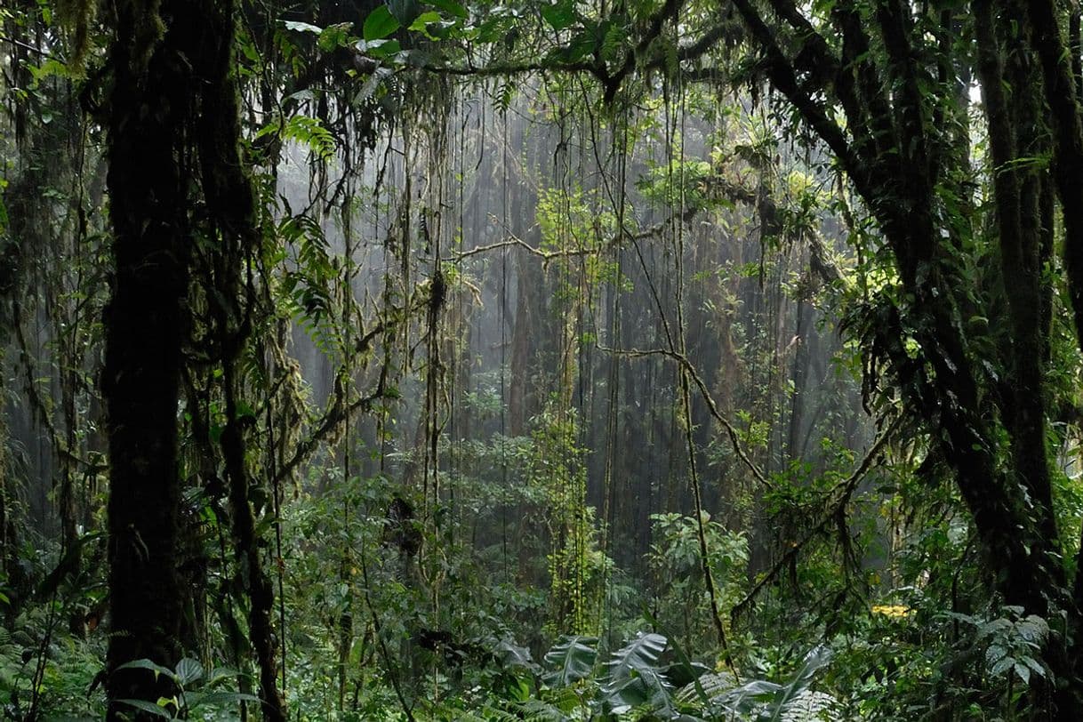 Lugar Reserva de Santa Elena