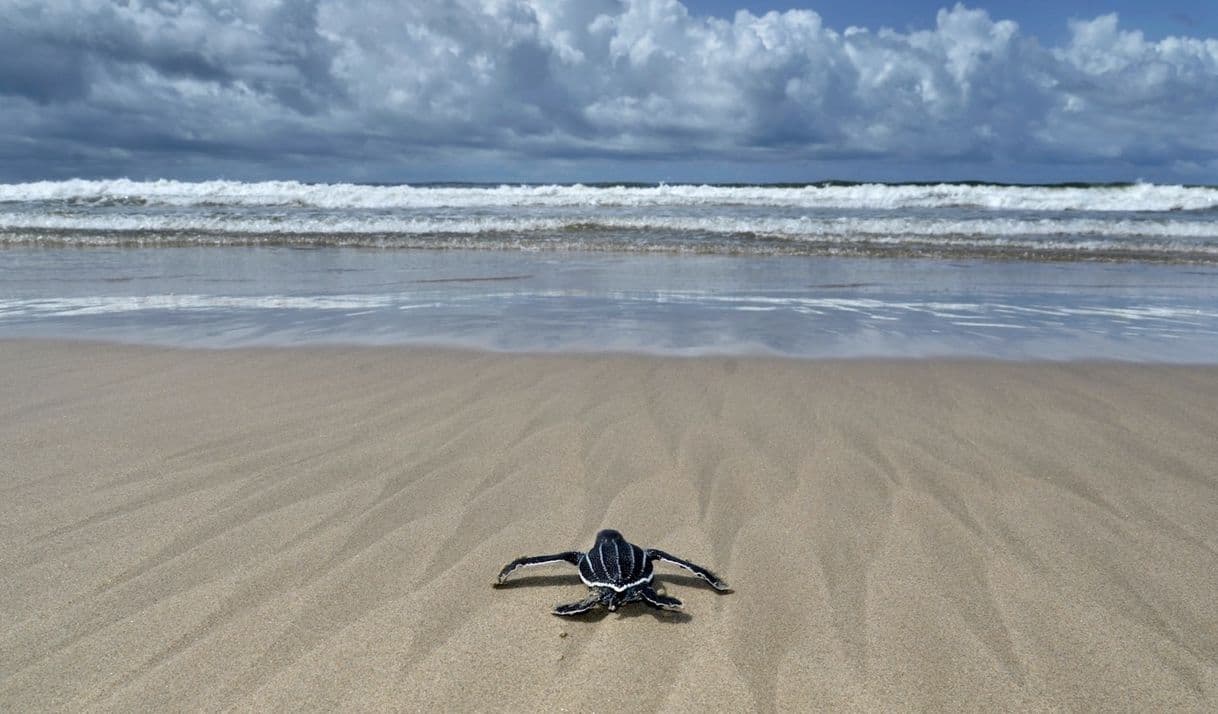 Lugar Parque Nacional Tortuguero, Costa Rica. 