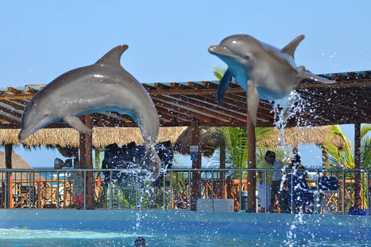 Place Dolphin Discovery Playa del Carmen Maroma