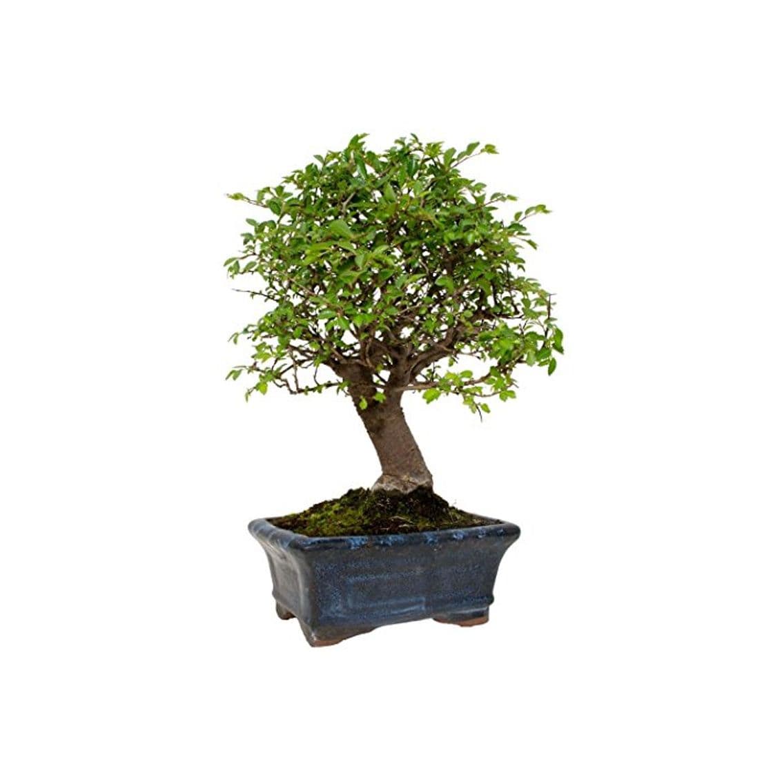 Product Zelkova parvifolia 5 años OLMO CHINO