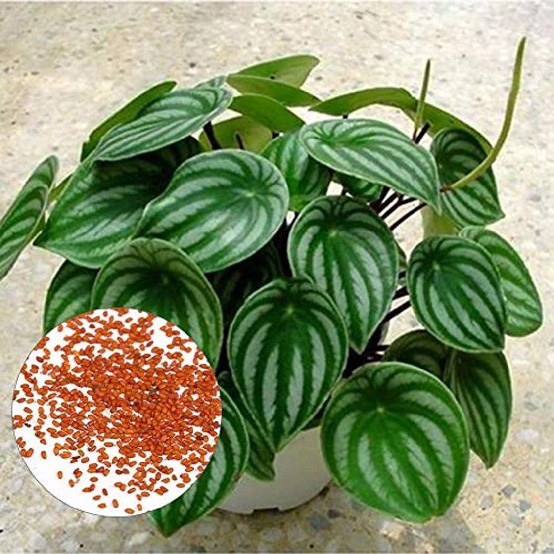 Producto lamta1k 50Pcs Rare Sandía Peperomia Planta Ornamental Calidad y Alta tasa de