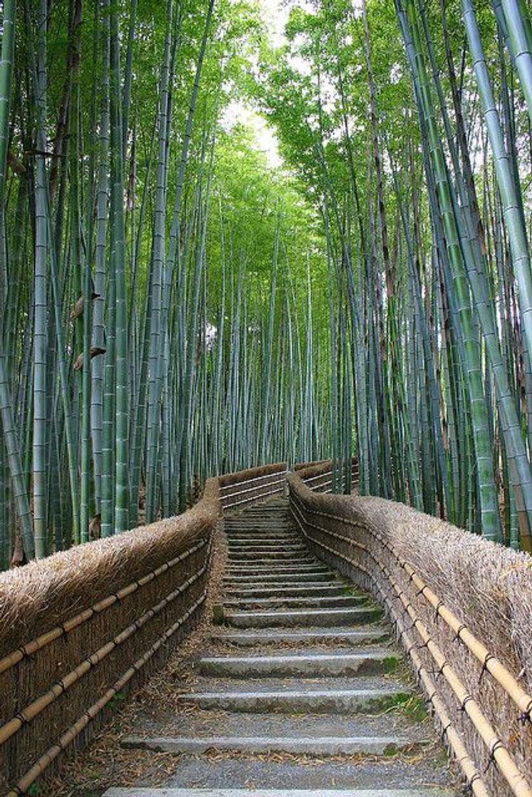 Lugar Arashiyama Bamboo Forest