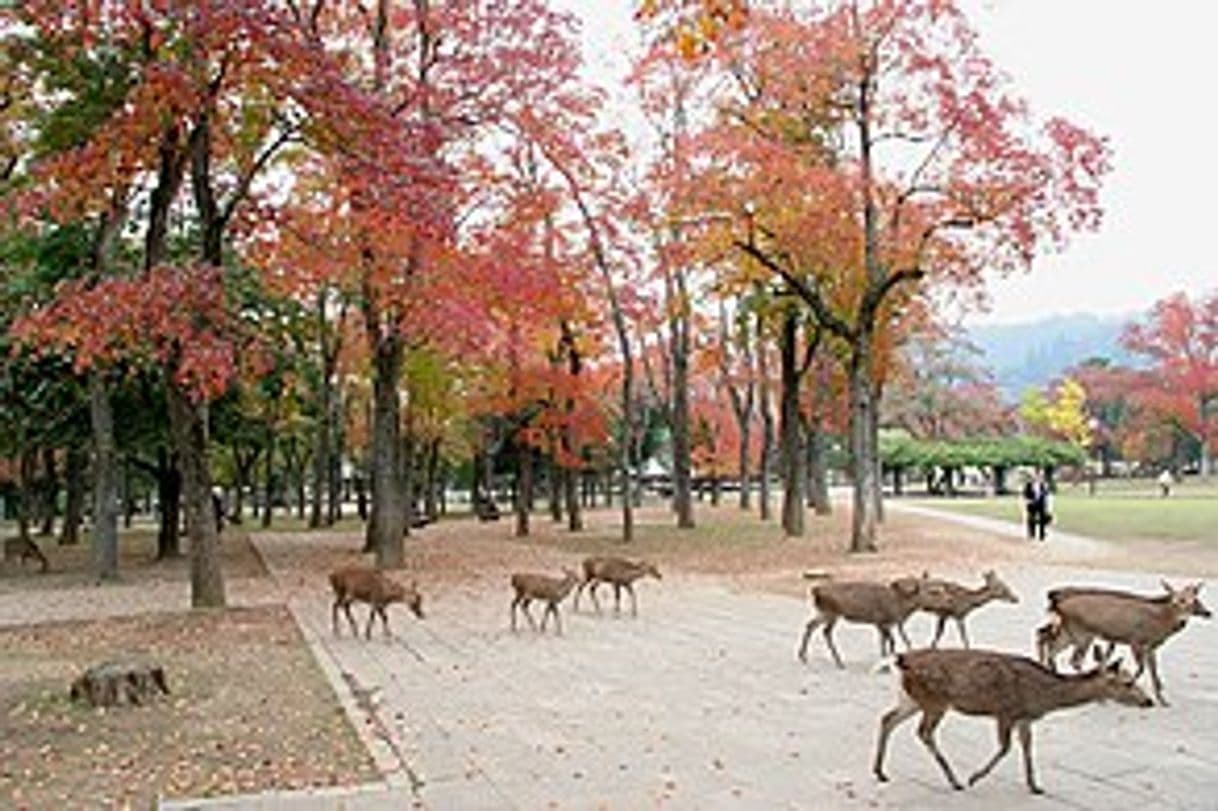 Place Nara Park