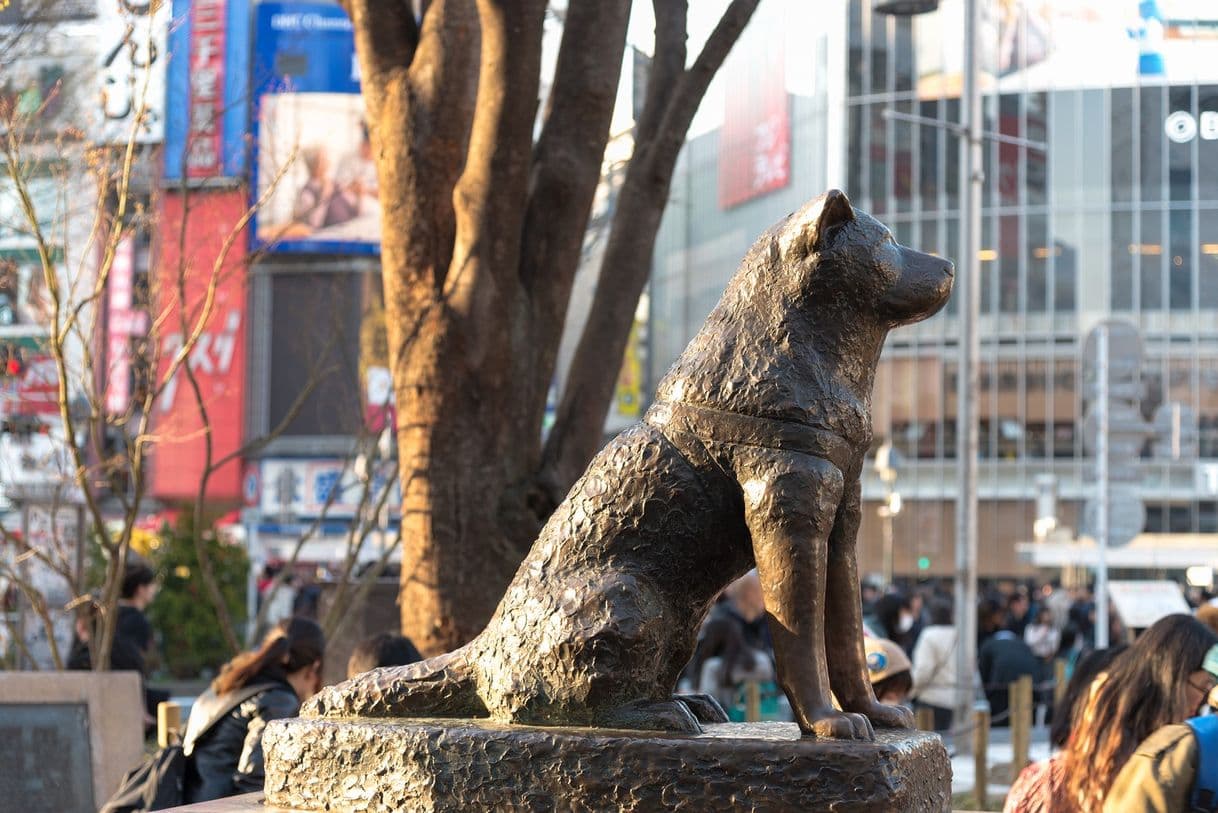 Place Hachikō