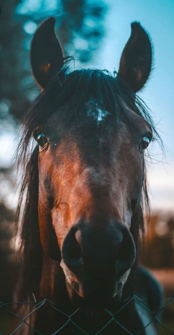 Fashion Caballo 🐴 