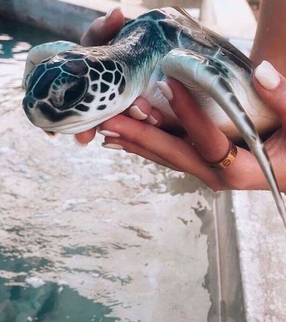 Fashion Tortuga 🐢 