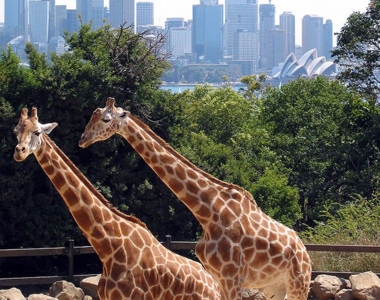 Lugar Taronga Zoo