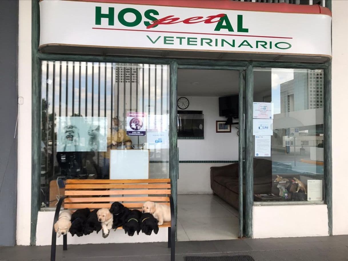 Moda Veterinaria 