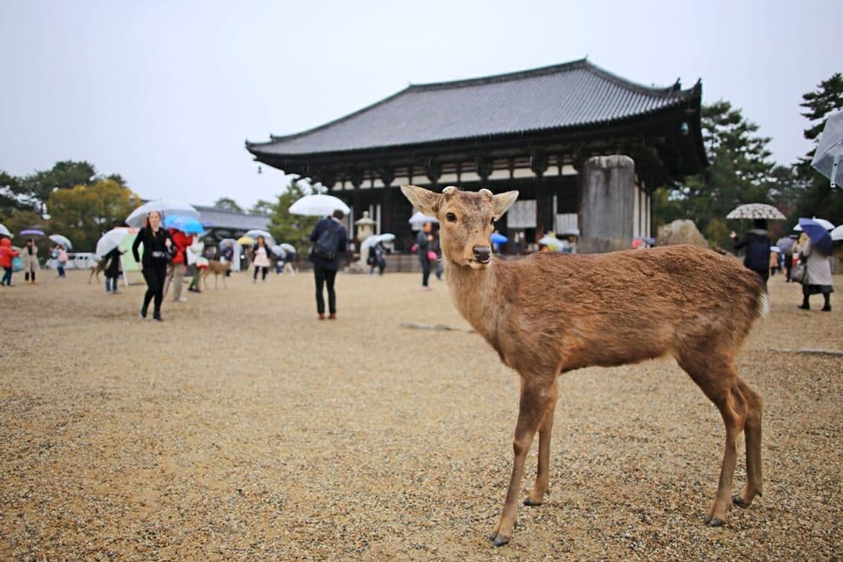 Place Nara Park