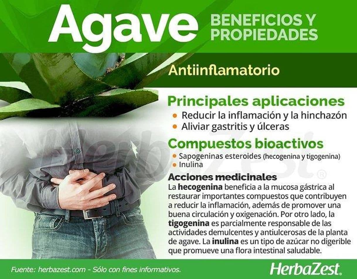 Moda Agave