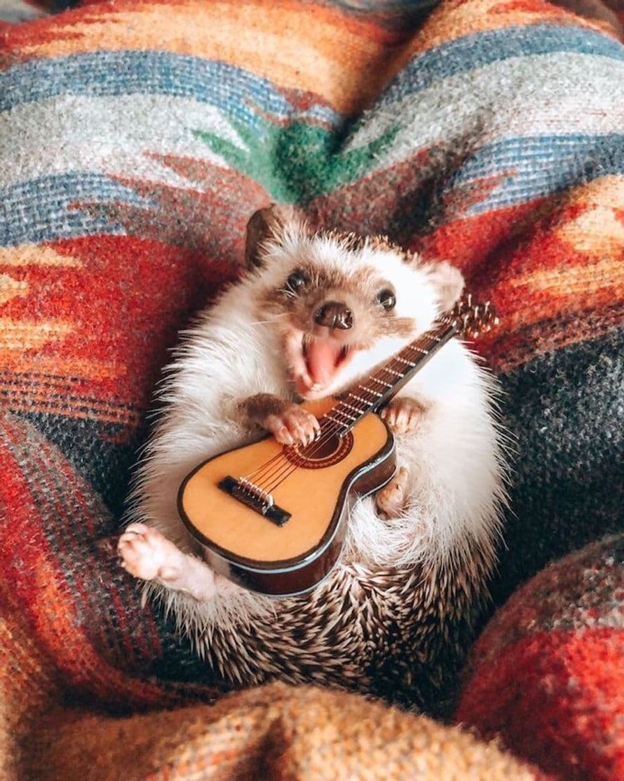 Fashion Hedgehog playing guitar