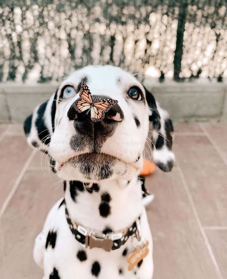 Fashion Dalmata Dog cute