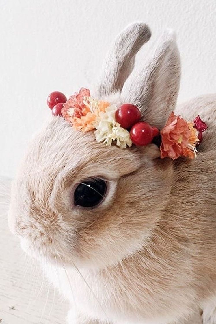 Fashion Rabbit Cute Animals