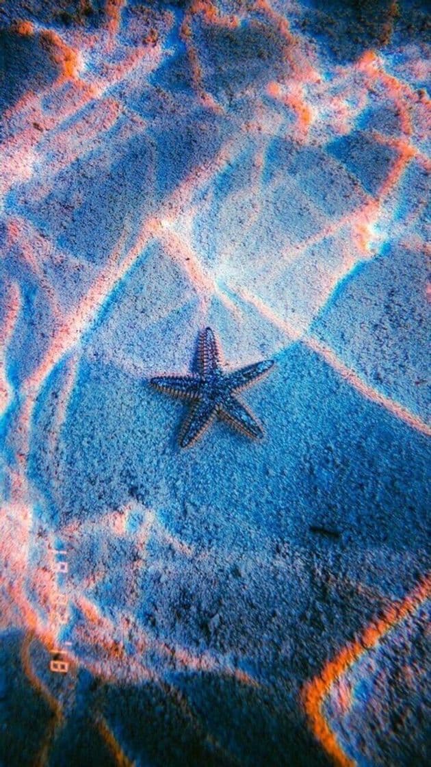 Place Starfish under sea wallpaper 