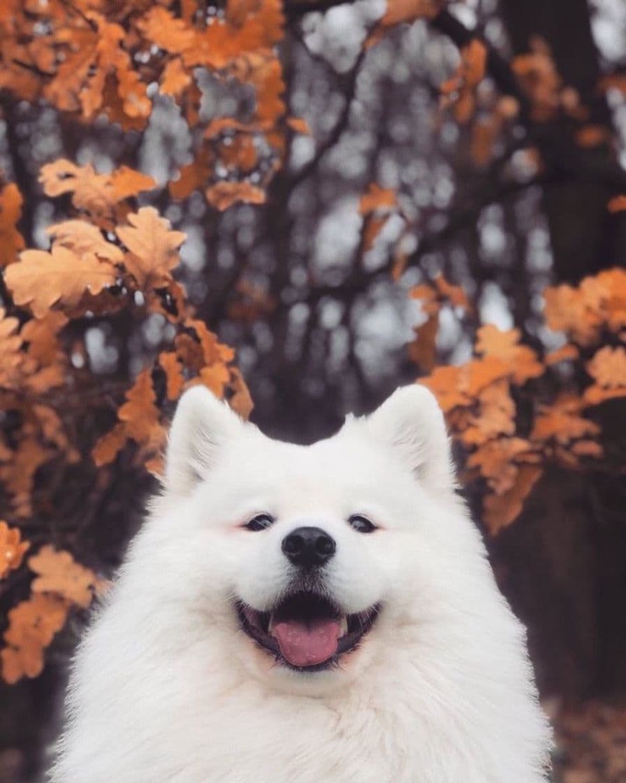 Fashion Samoyedo cute Dog wallpaper 