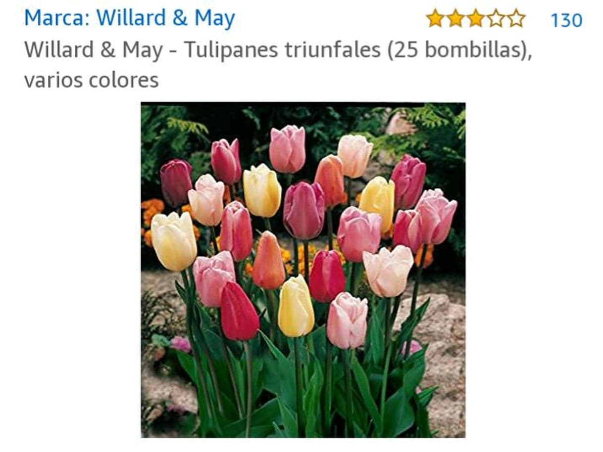 Fashion Hermosos tulipanes