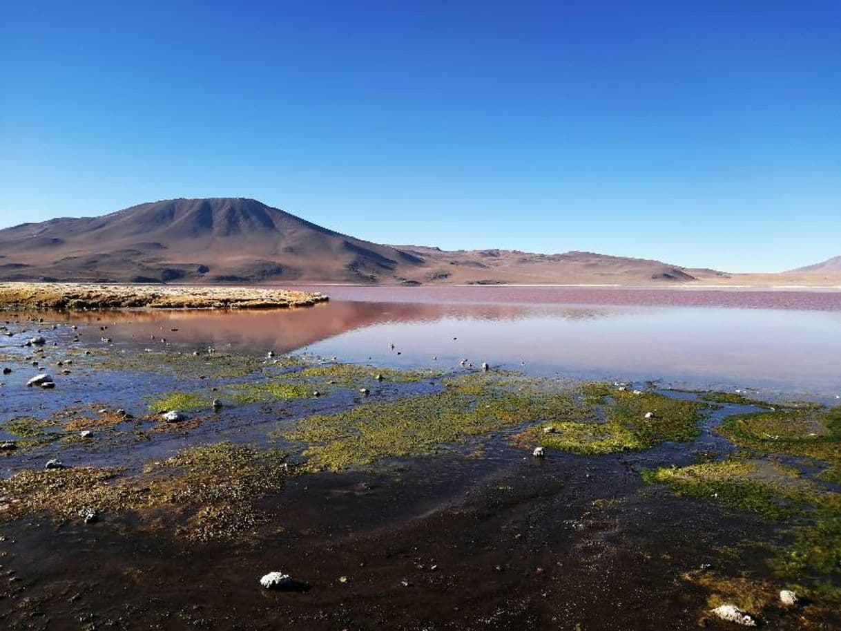 Lugar Laguna Colorada