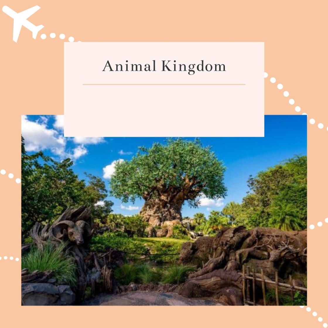 Lugar Animal Kingdom