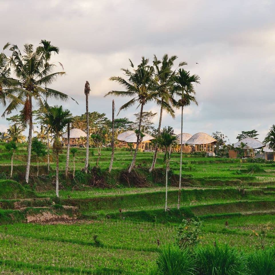 Lugar Ubud