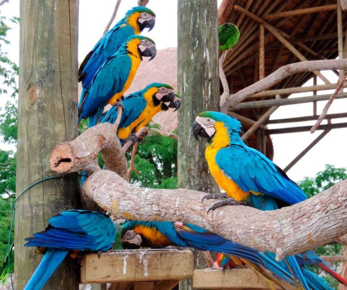 Lugar Aviario Nacional de Colombia