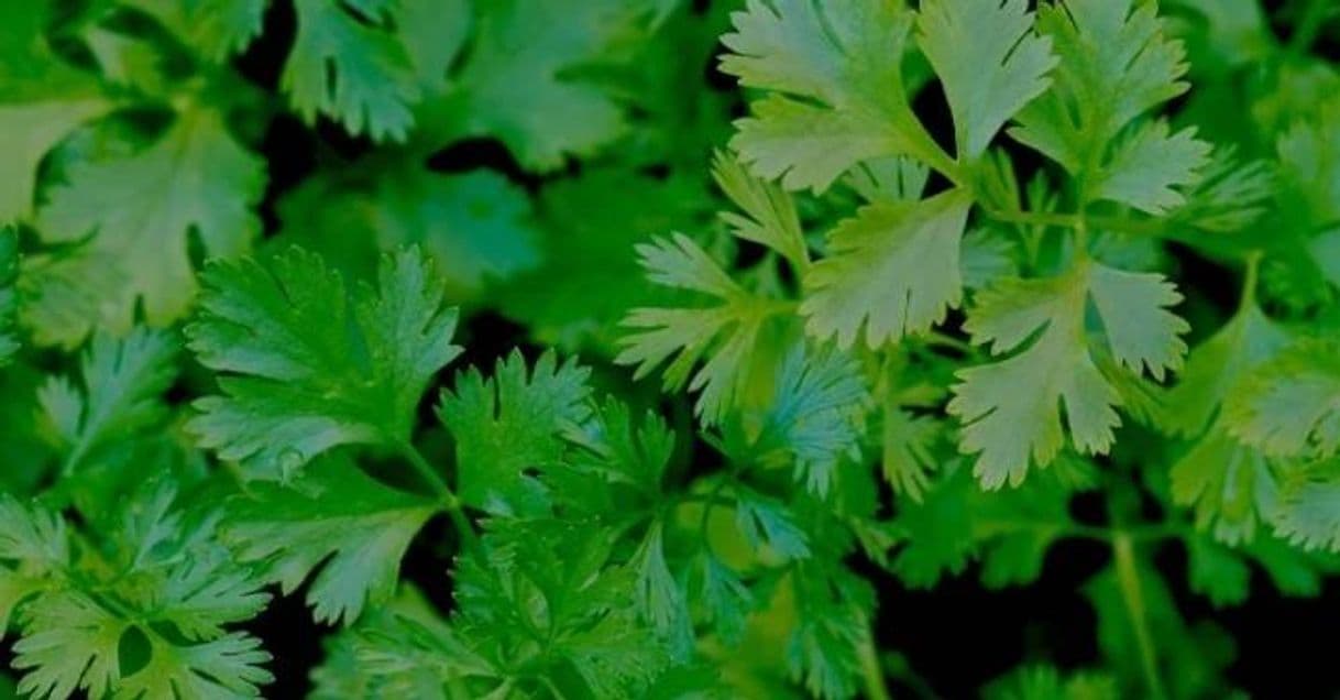 Fashion como sembrar cilantro en tu hogar - YouTube