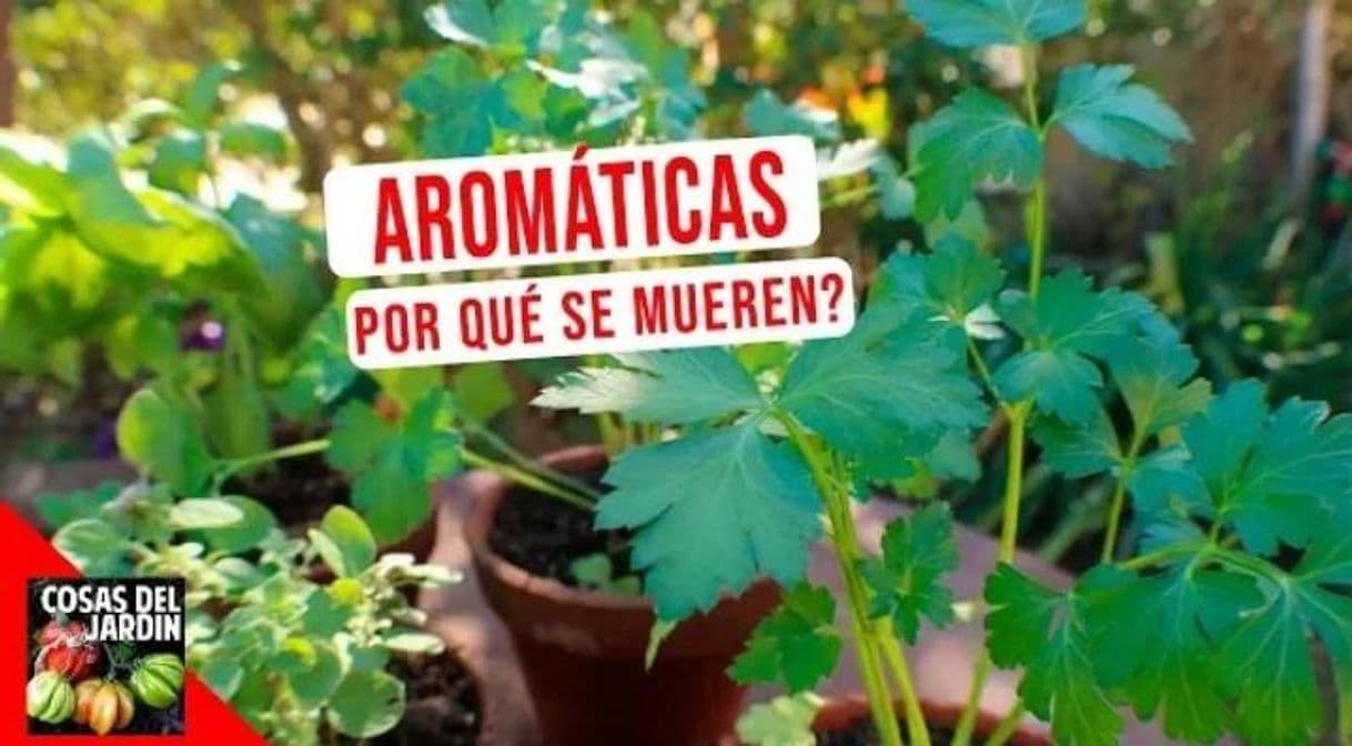 Fashion Top 10 errores más comunes en el cultivo Hiervas Aromaticas