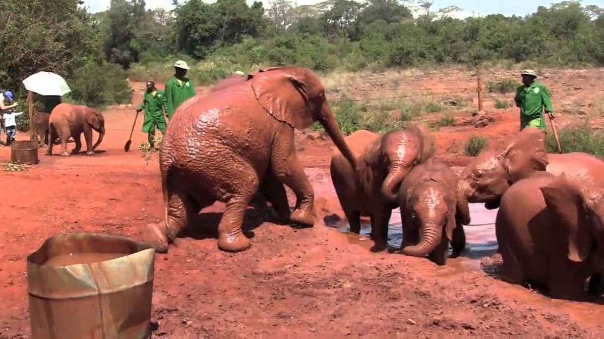 Place David Sheldrick Elephant Sanctuary