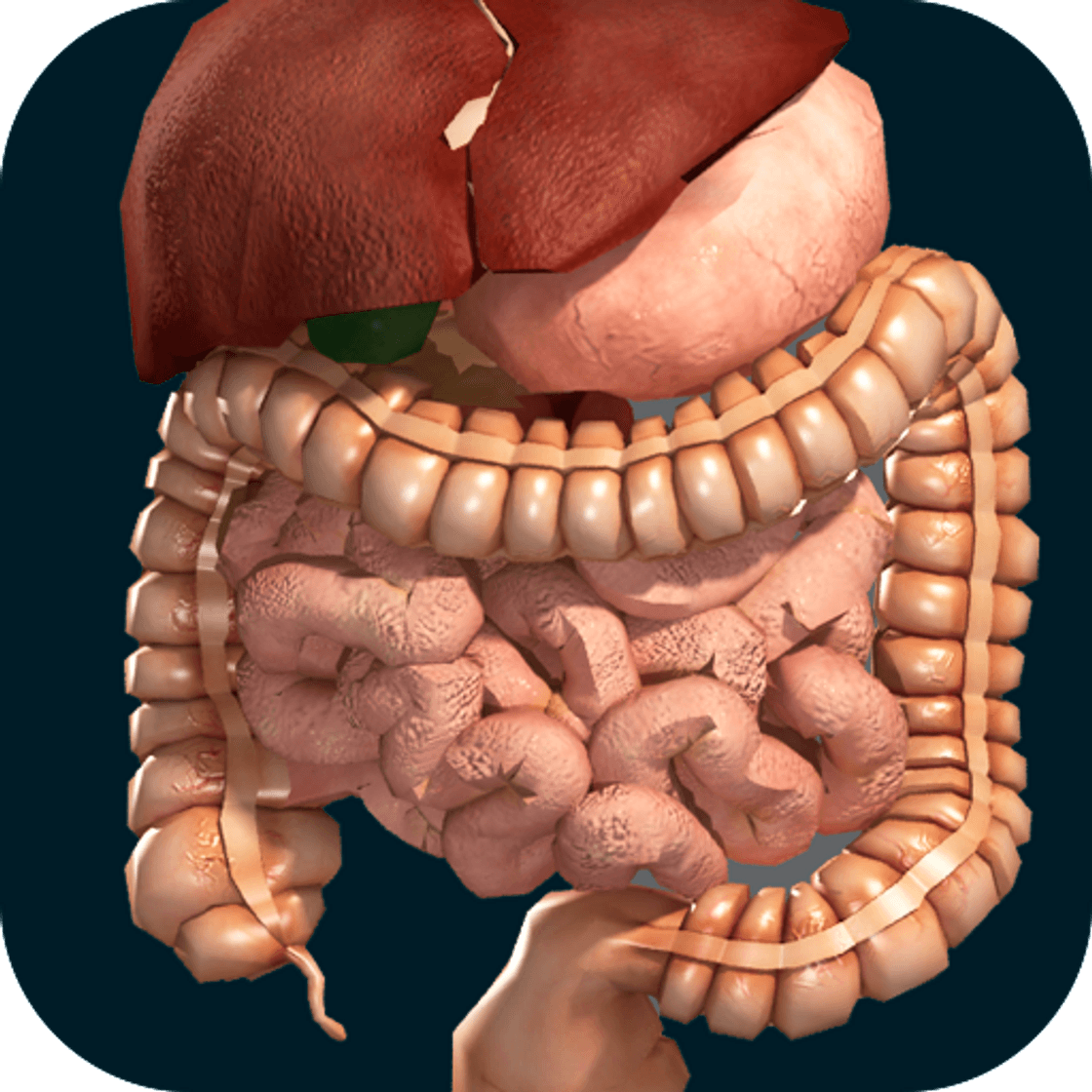 App Internal organs in 3D (anatomy)