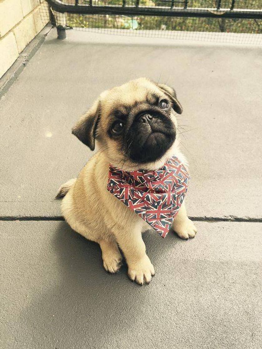 Moda Pug