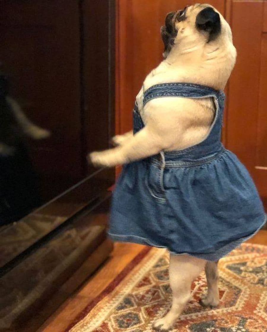 Moda Pug