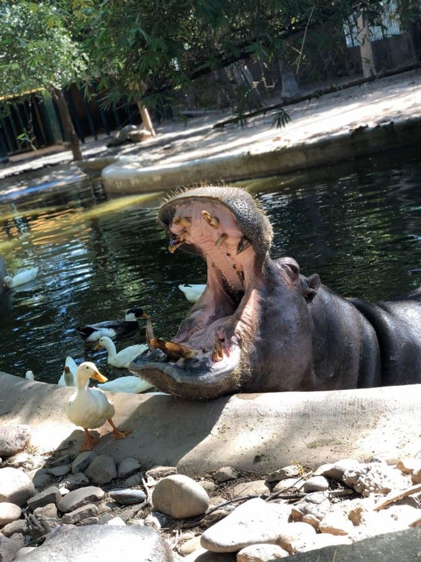 Lugar Zoológico de Culiacán