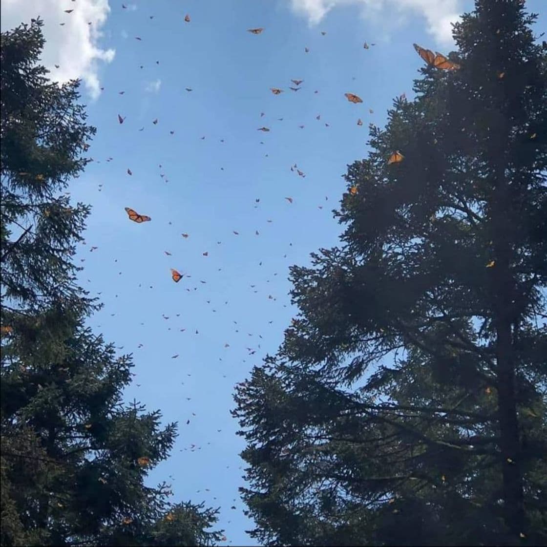 Lugar Santuario de la Mariposa Monarca Sierra Chincua