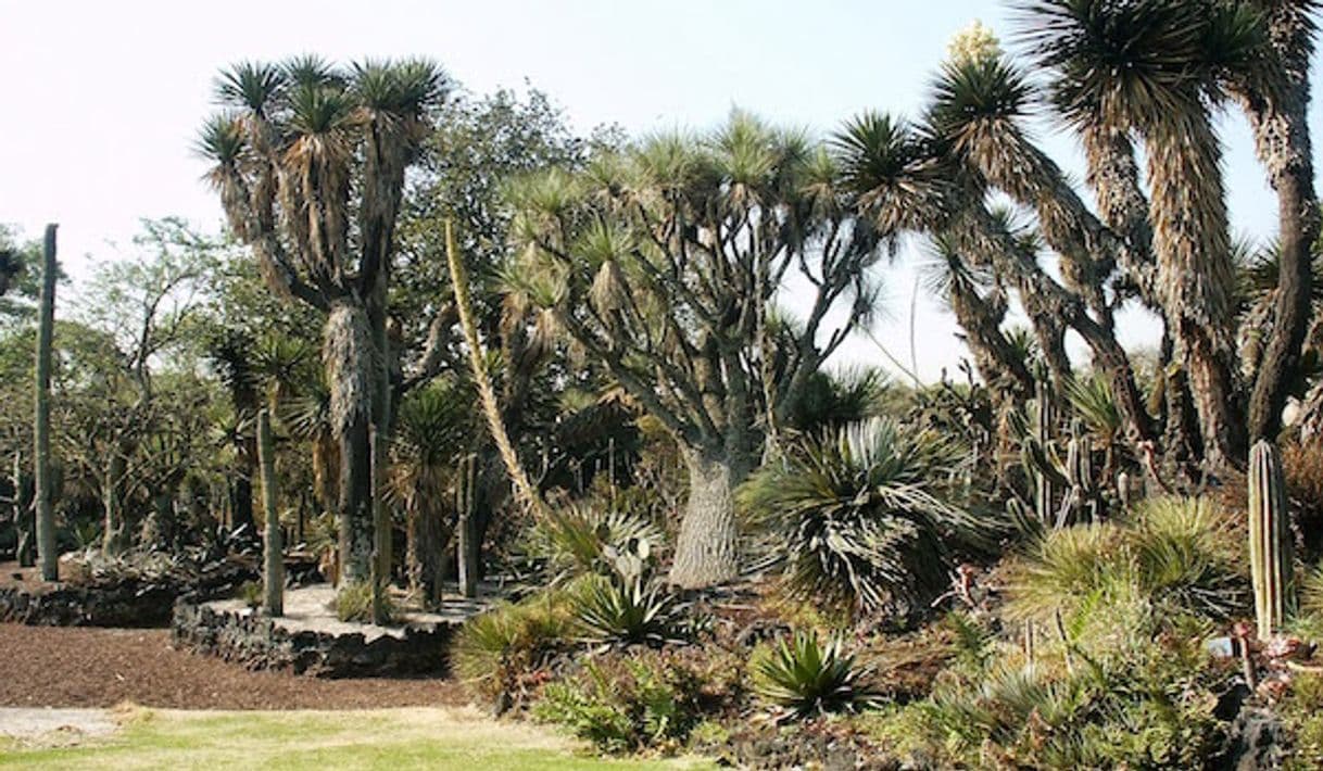 Lugar Jardín Botánico IB-UNAM