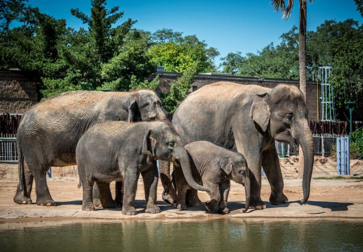 Place Zoológico de Houston