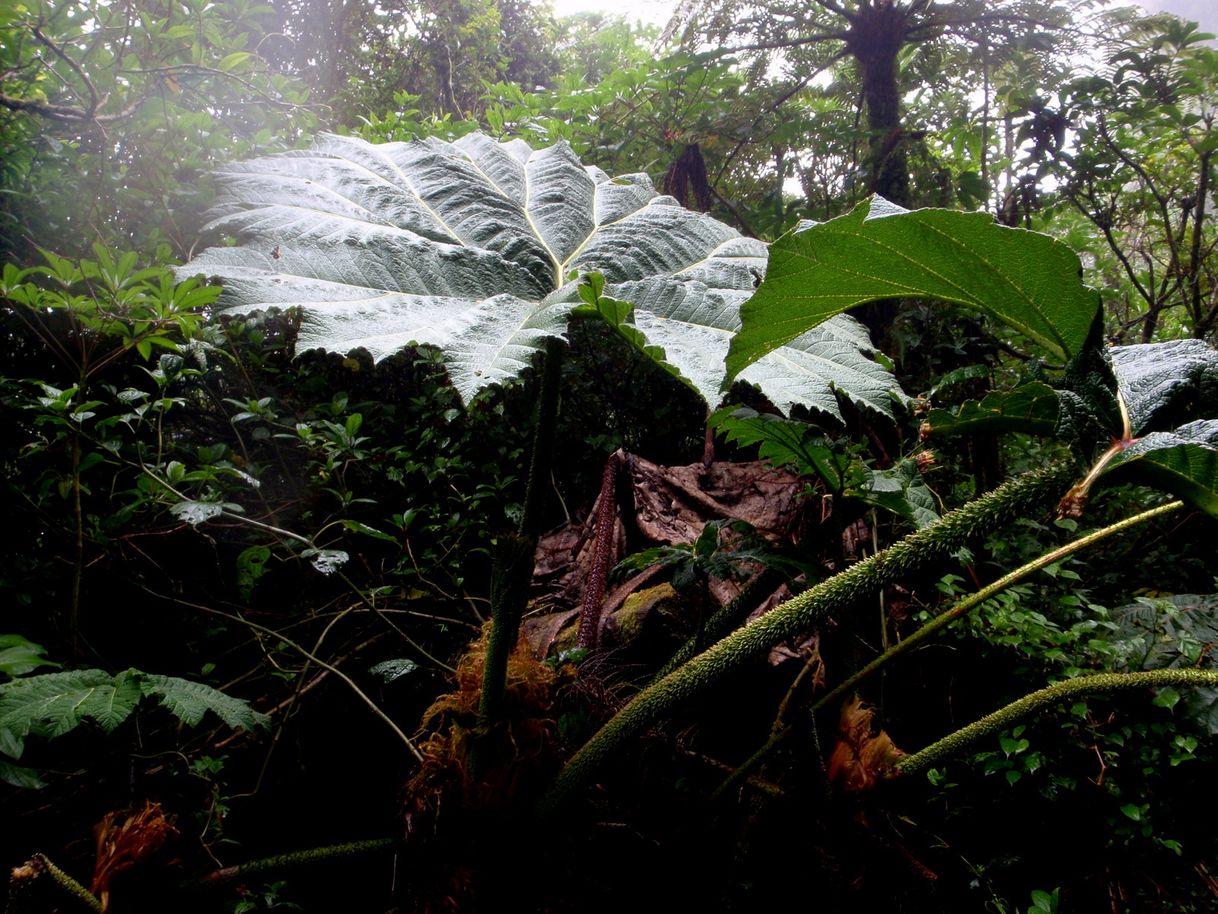 Lugar Braulio Carrillo National Park