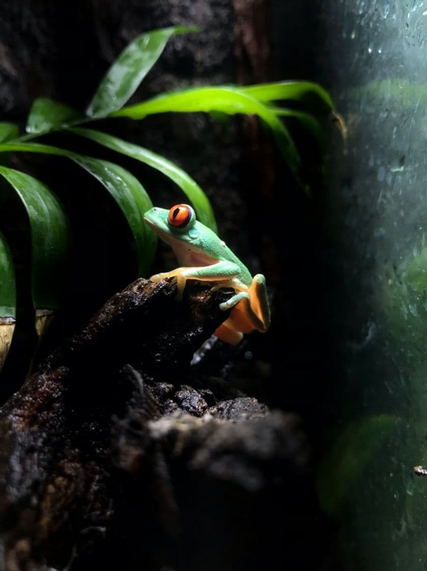 Fashion Rana de Ojos Rojos (Agalychnis callydras) 